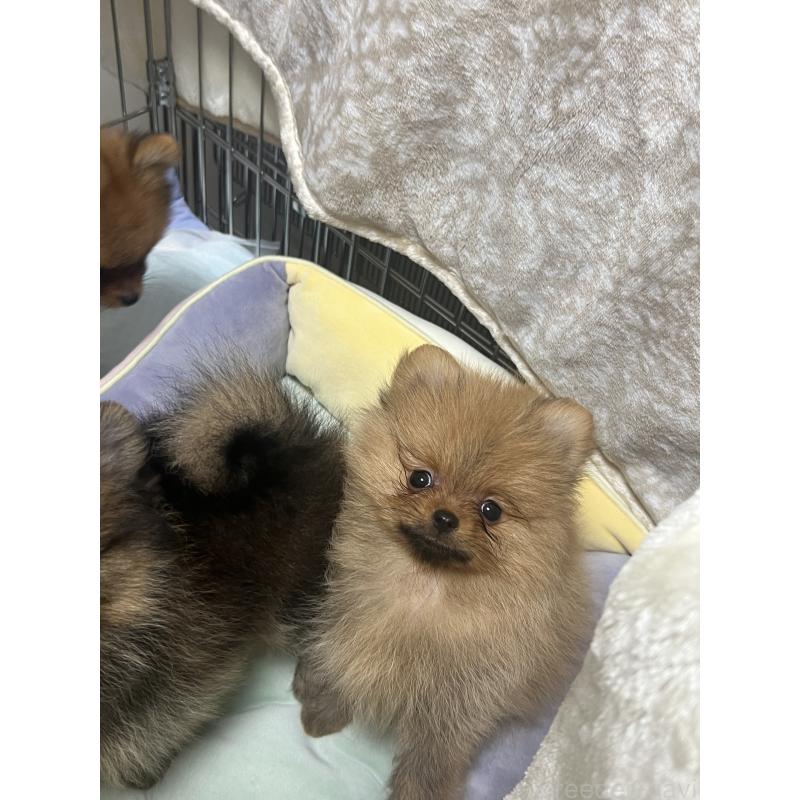 成約済の北海道のポメラニアン-414630の2枚目