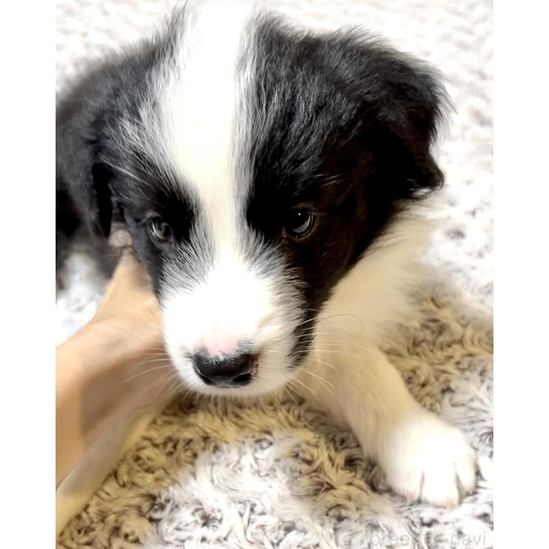 販売中の奈良県のボーダーコリー-403088の2枚目