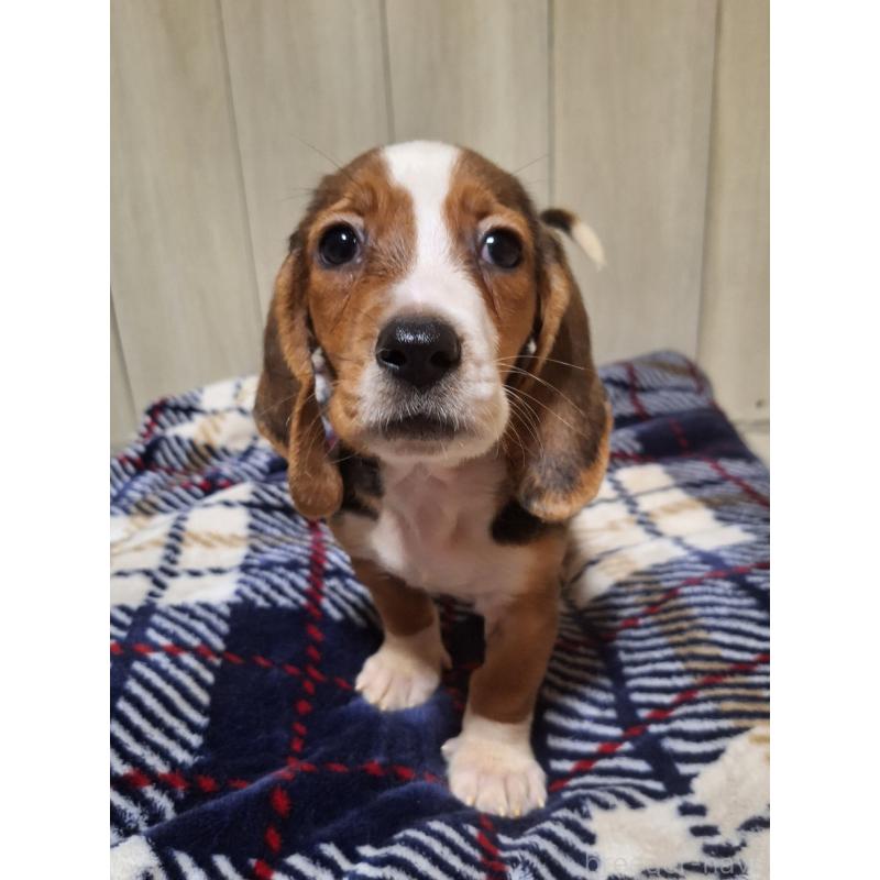 販売中の神奈川県のミックス犬-412992の19枚目