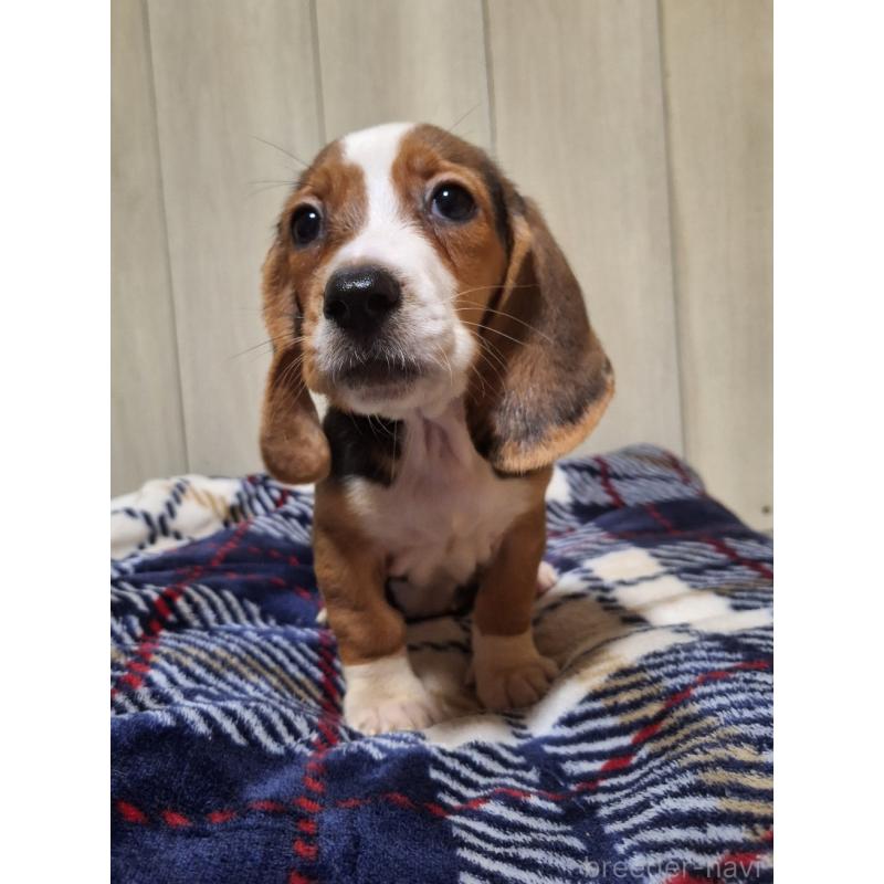 販売中の神奈川県のミックス犬-412992の16枚目