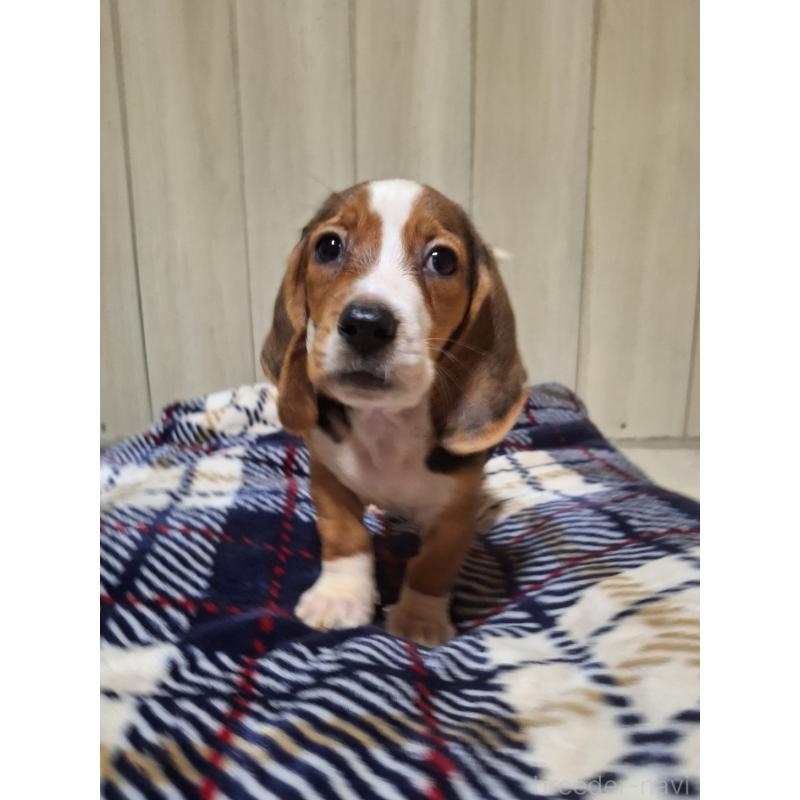 販売中の神奈川県のミックス犬-412992の14枚目