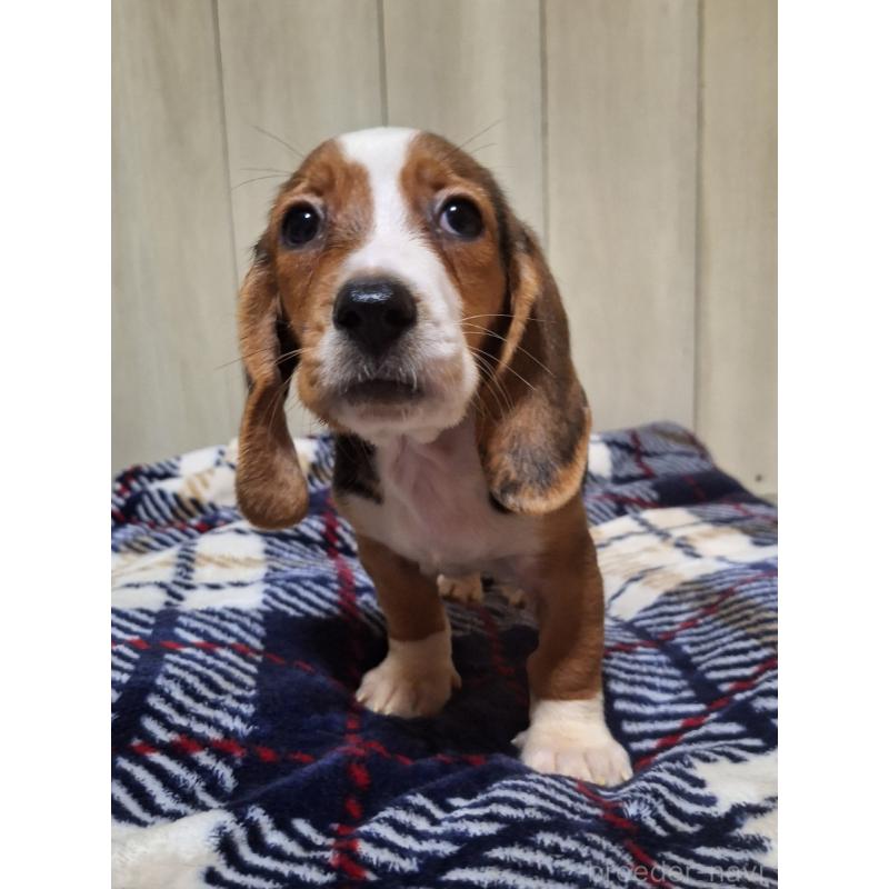 販売中の神奈川県のミックス犬-412992の11枚目