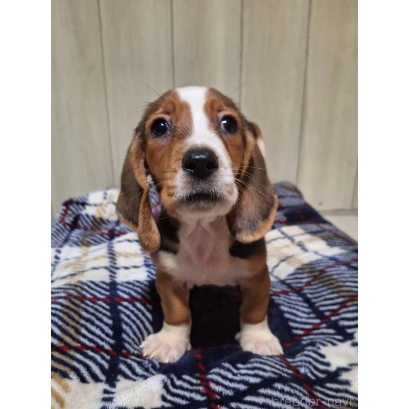 販売中の神奈川県のミックス犬-412992の10枚目