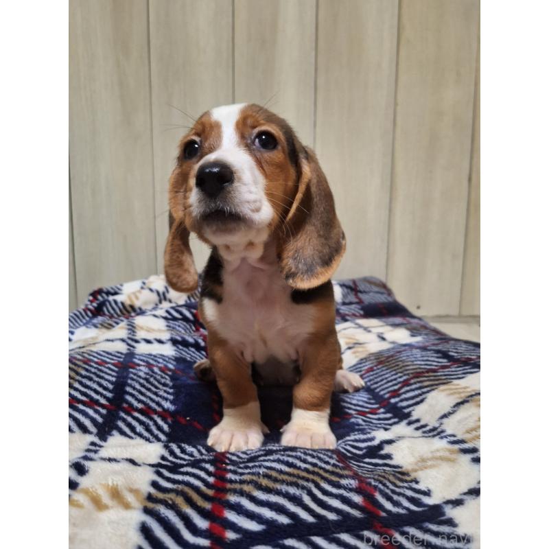 販売中の神奈川県のミックス犬-412992の3枚目