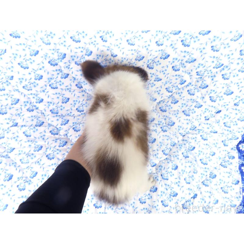 成約済の千葉県のパピヨン-407156の5枚目