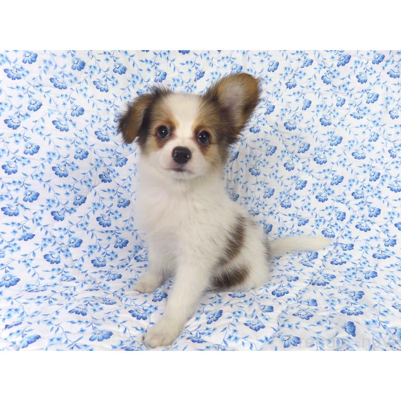 成約済の千葉県のパピヨン-407156の4枚目