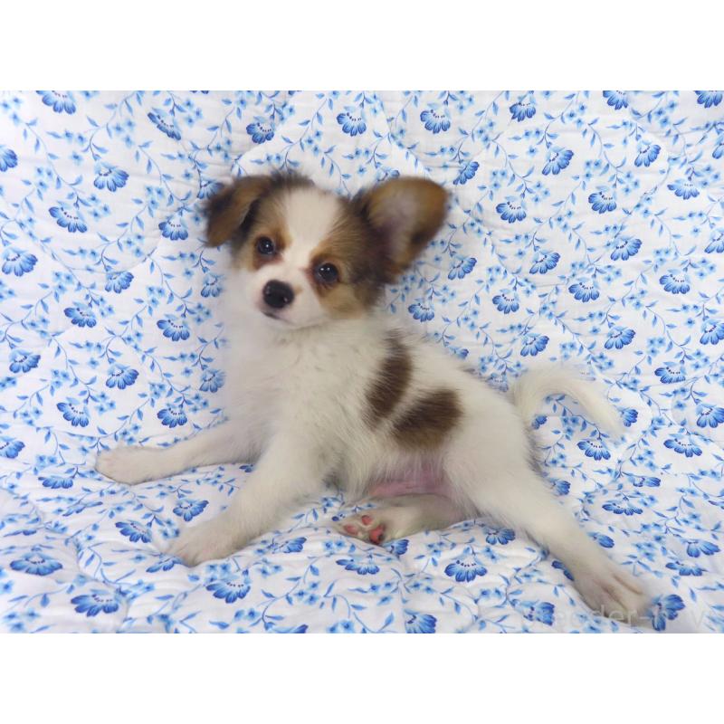 成約済の千葉県のパピヨン-407156の2枚目