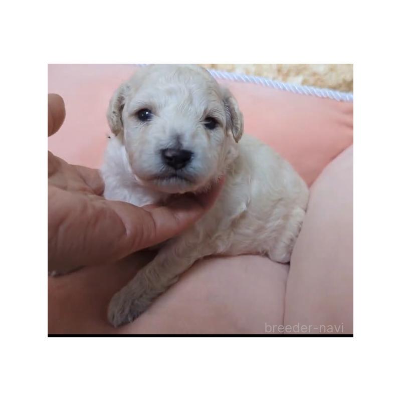販売中の北海道のトイプードル-417941の4枚目
