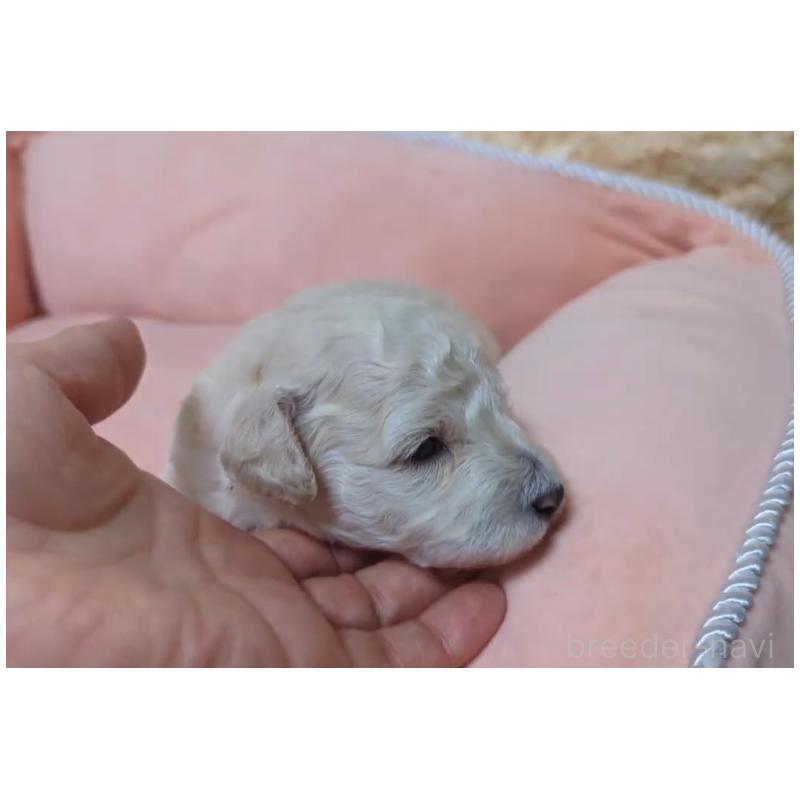 販売中の北海道のトイプードル-417941の2枚目