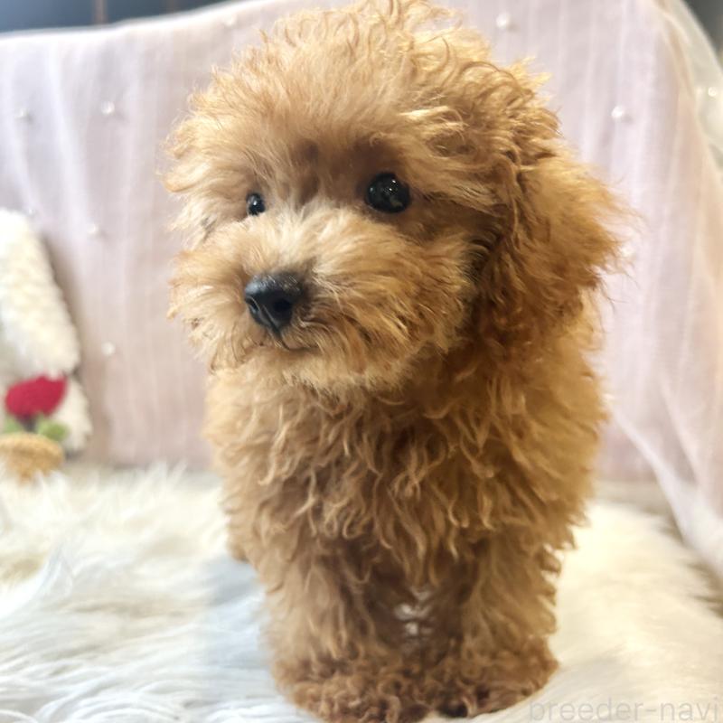 成約済の栃木県のトイプードル-415742の11枚目