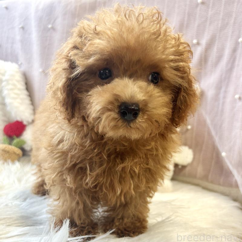 成約済の栃木県のトイプードル-415742の10枚目