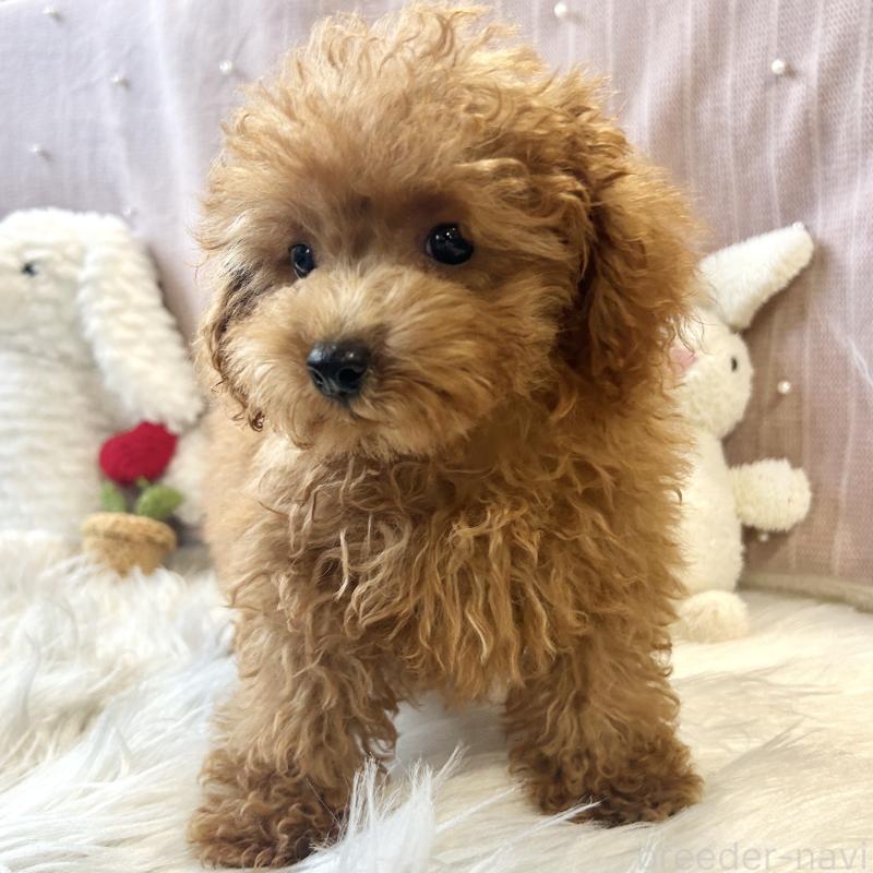 成約済の栃木県のトイプードル-415742の9枚目