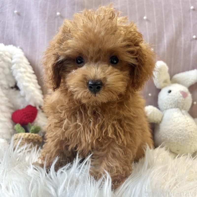 成約済の栃木県のトイプードル-415742の8枚目