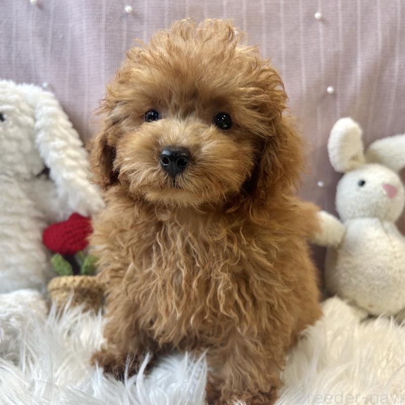 成約済の栃木県のトイプードル-415742の7枚目