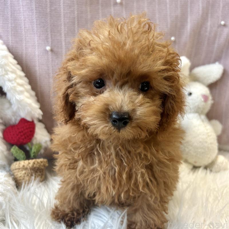 成約済の栃木県のトイプードル-415742の6枚目