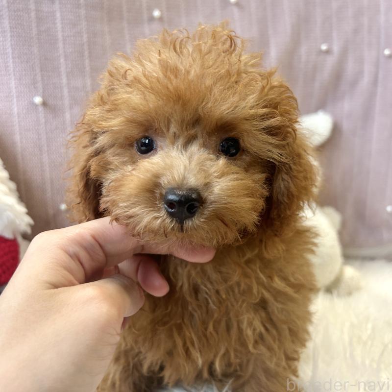 成約済の栃木県のトイプードル-415742の5枚目