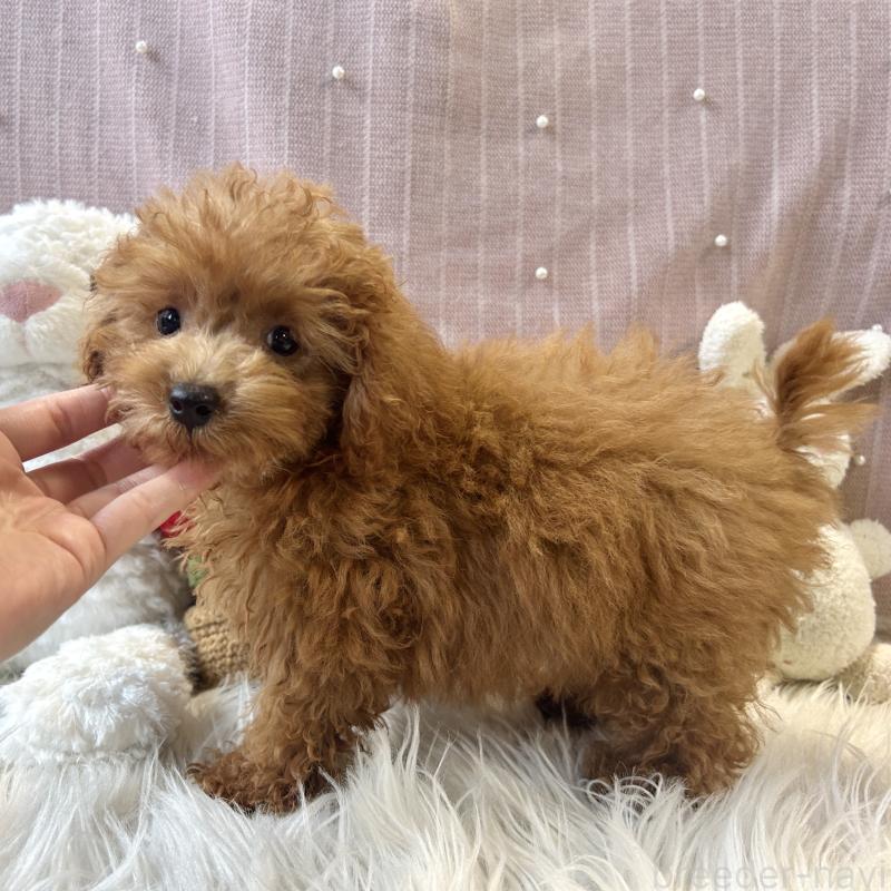 成約済の栃木県のトイプードル-415742の4枚目