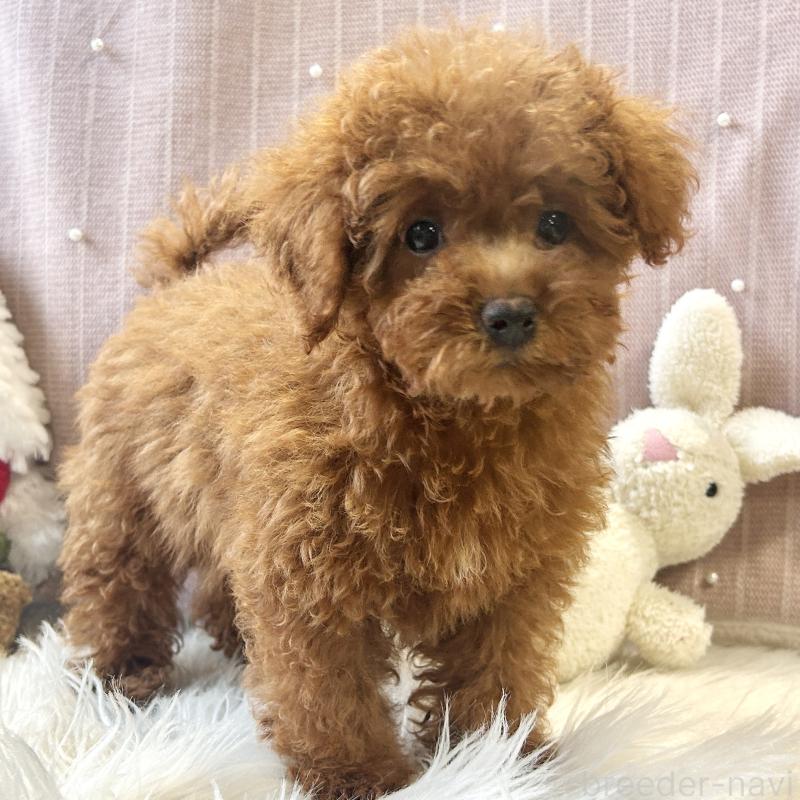 商談中の栃木県のトイプードル-415743の9枚目