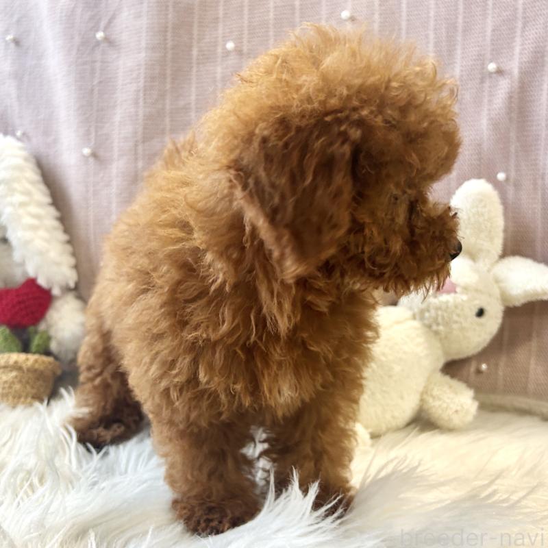 商談中の栃木県のトイプードル-415743の8枚目