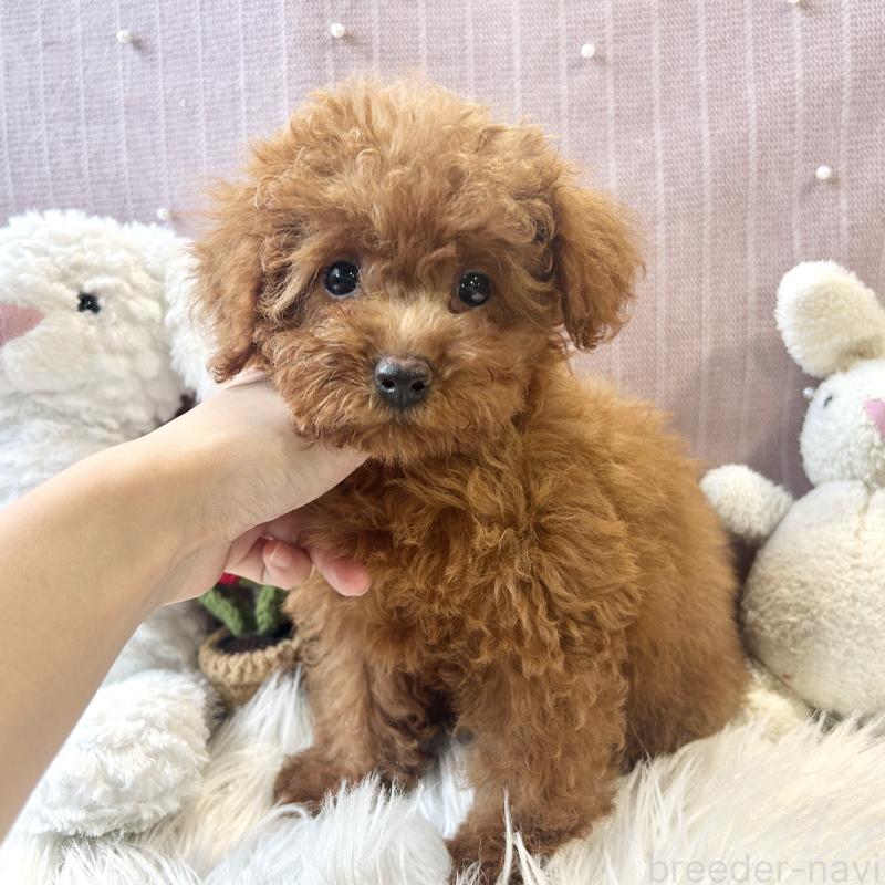 商談中の栃木県のトイプードル-415743の7枚目