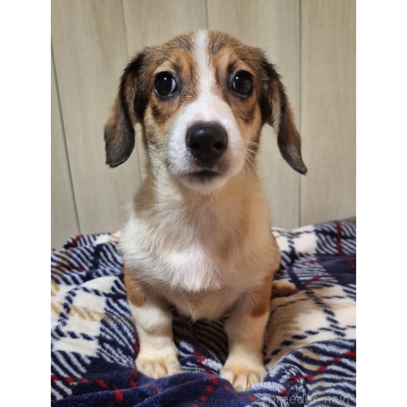 販売中の神奈川県のミックス犬-407124の13枚目