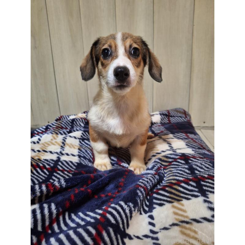 販売中の神奈川県のミックス犬-407124の12枚目