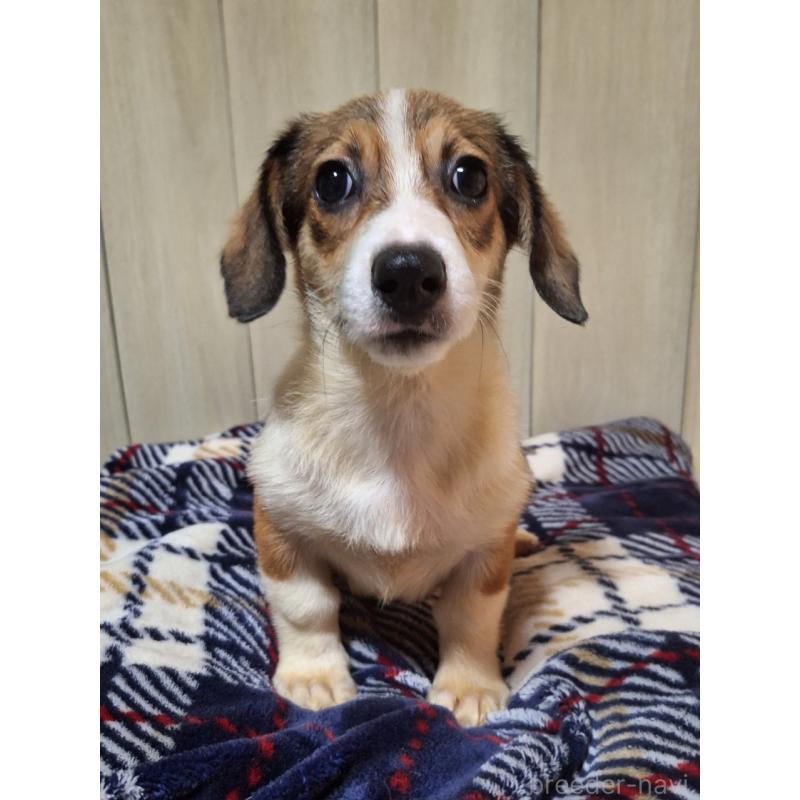 販売中の神奈川県のミックス犬-407124の11枚目