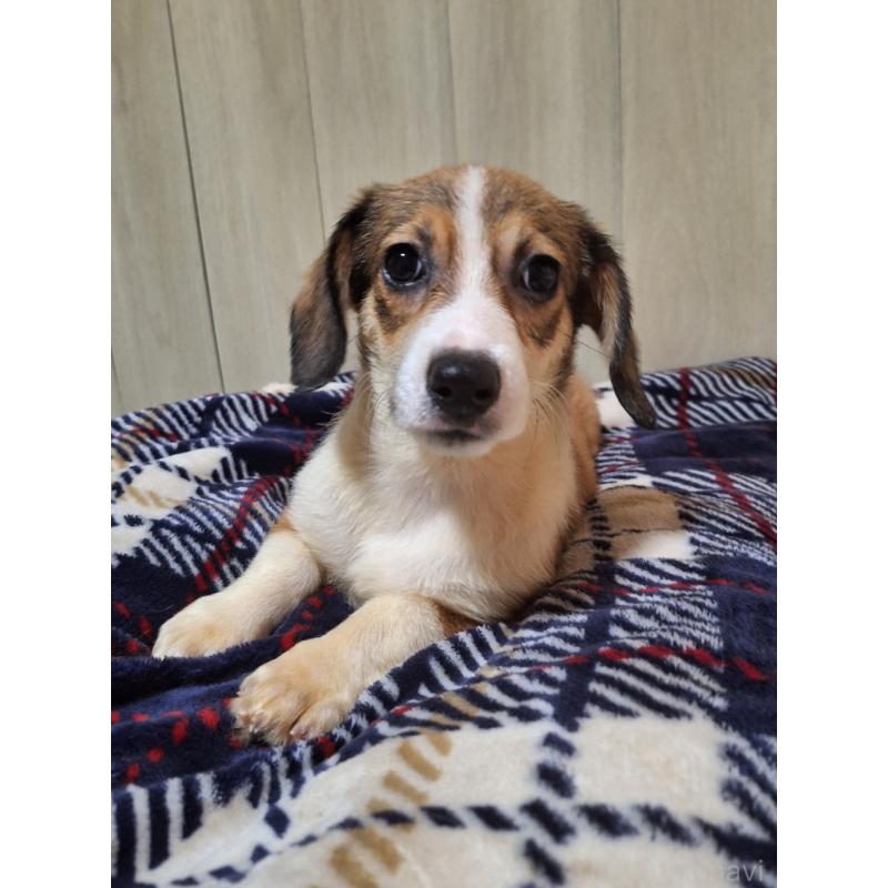 販売中の神奈川県のミックス犬-407124の10枚目