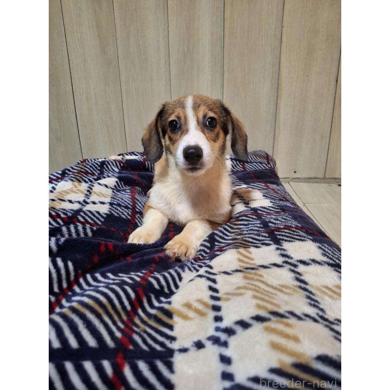 販売中の神奈川県のミックス犬-407124の9枚目