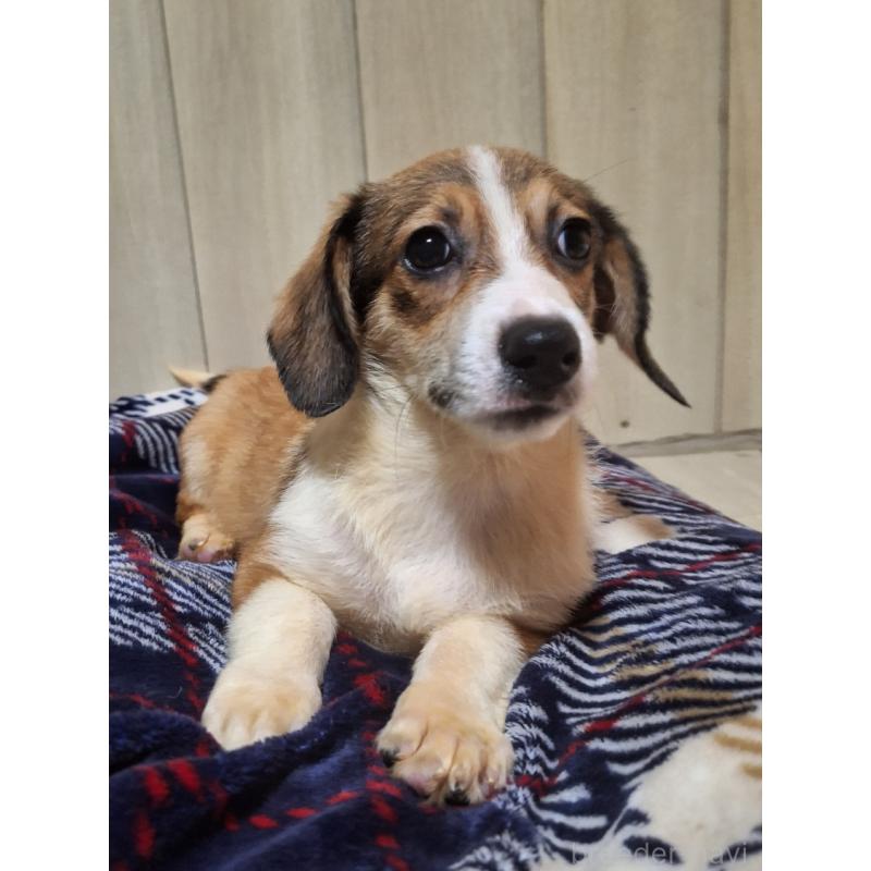 販売中の神奈川県のミックス犬-407124の8枚目