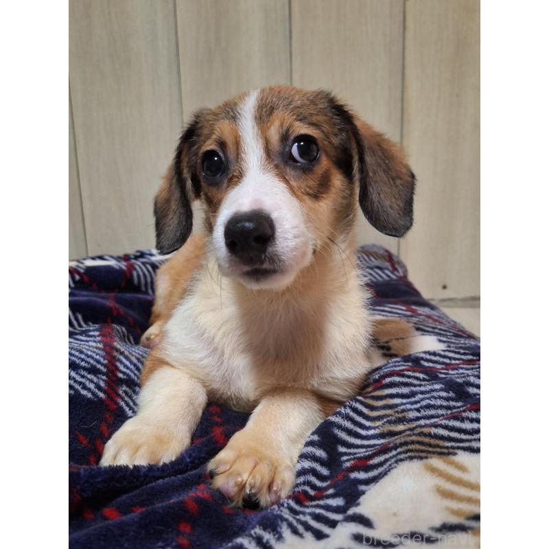 販売中の神奈川県のミックス犬-407124の7枚目