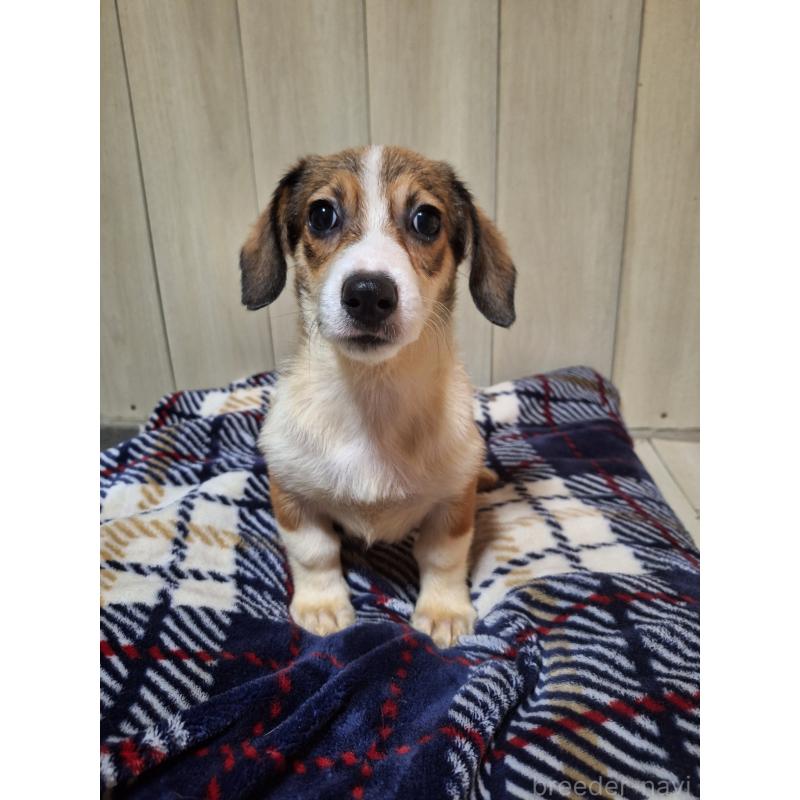 販売中の神奈川県のミックス犬-407124の6枚目