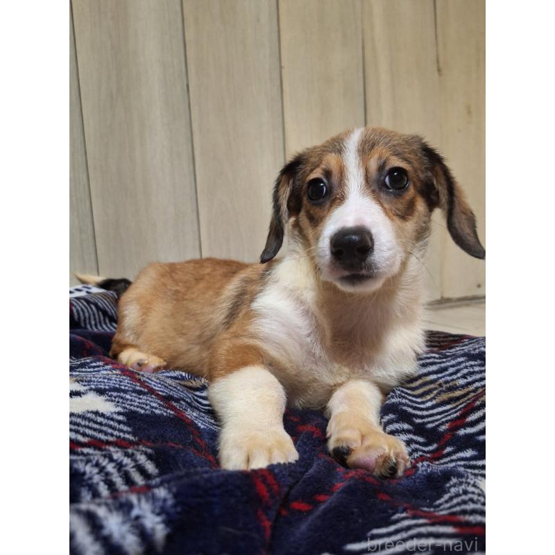 販売中の神奈川県のミックス犬-407124の5枚目