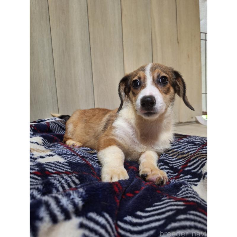 販売中の神奈川県のミックス犬-407124の4枚目