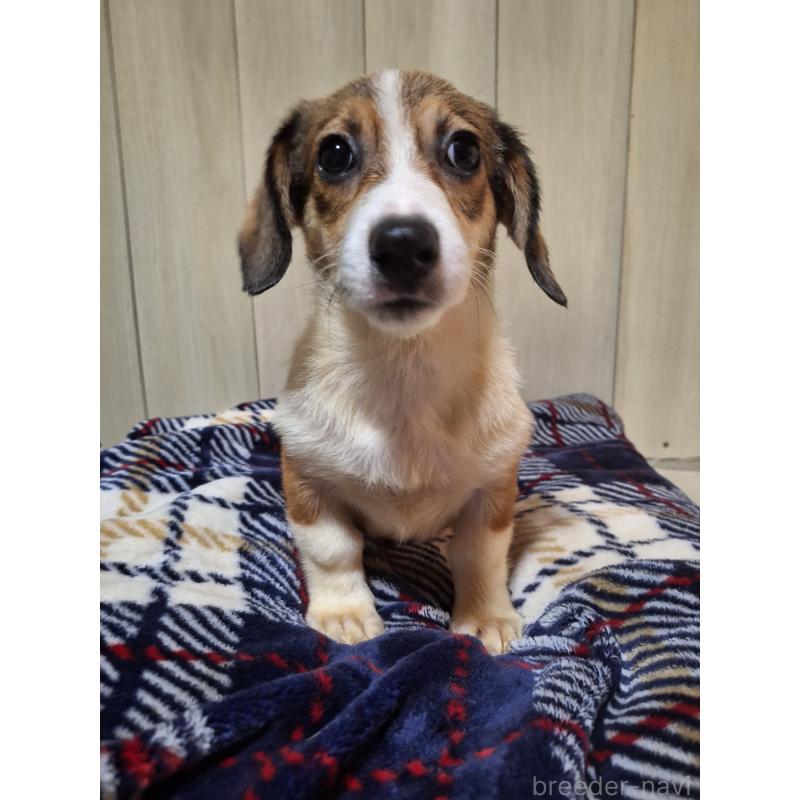 販売中の神奈川県のミックス犬-407124の3枚目