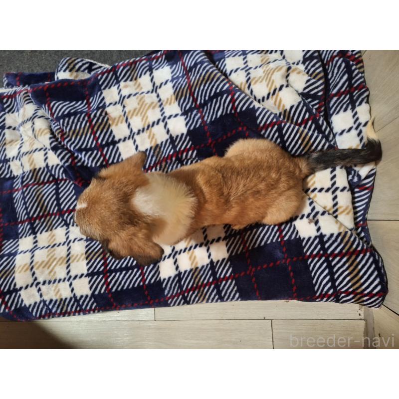 販売中の神奈川県のミックス犬-407124の2枚目