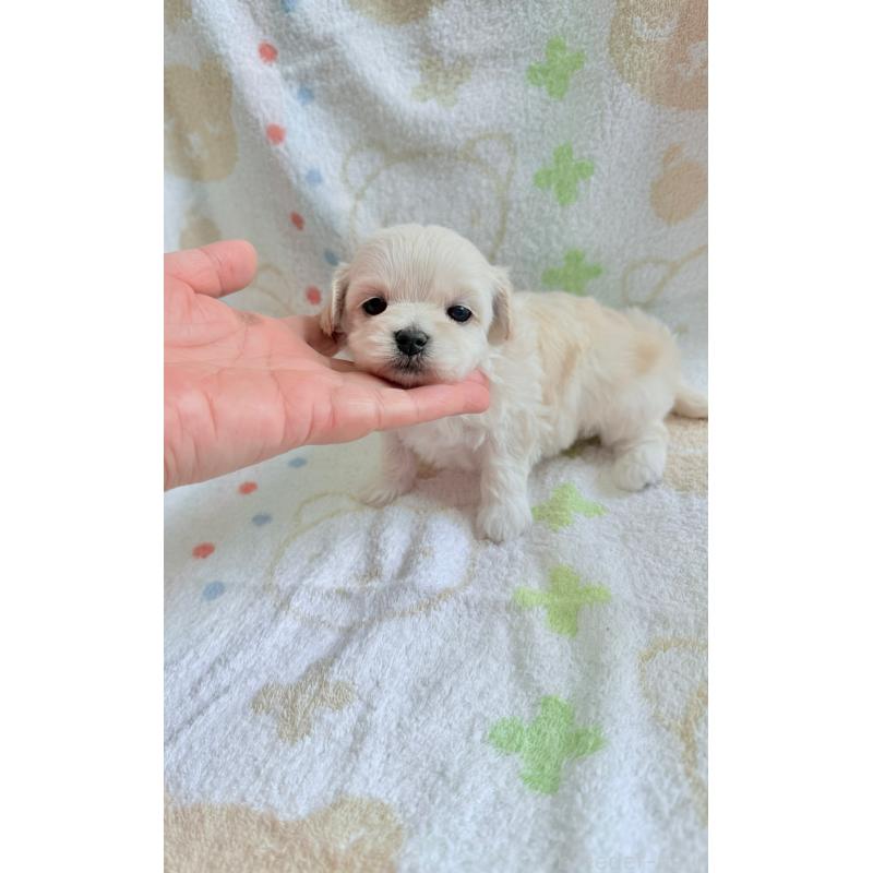 販売中の山形県のミックス犬-417949の5枚目