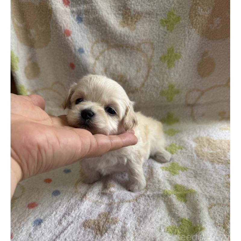 販売中の山形県のミックス犬-417949の4枚目