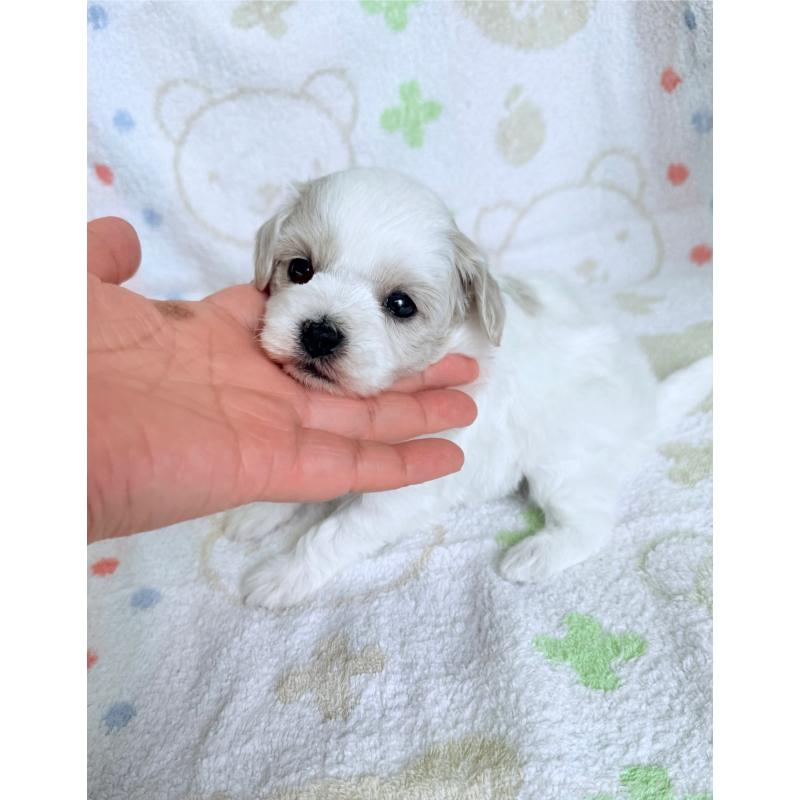 販売中の山形県のミックス犬-417951の5枚目