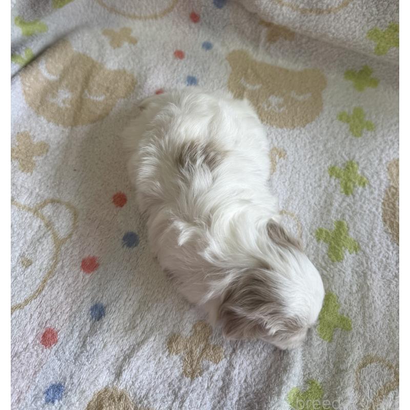 販売中の山形県のミックス犬-417951の3枚目