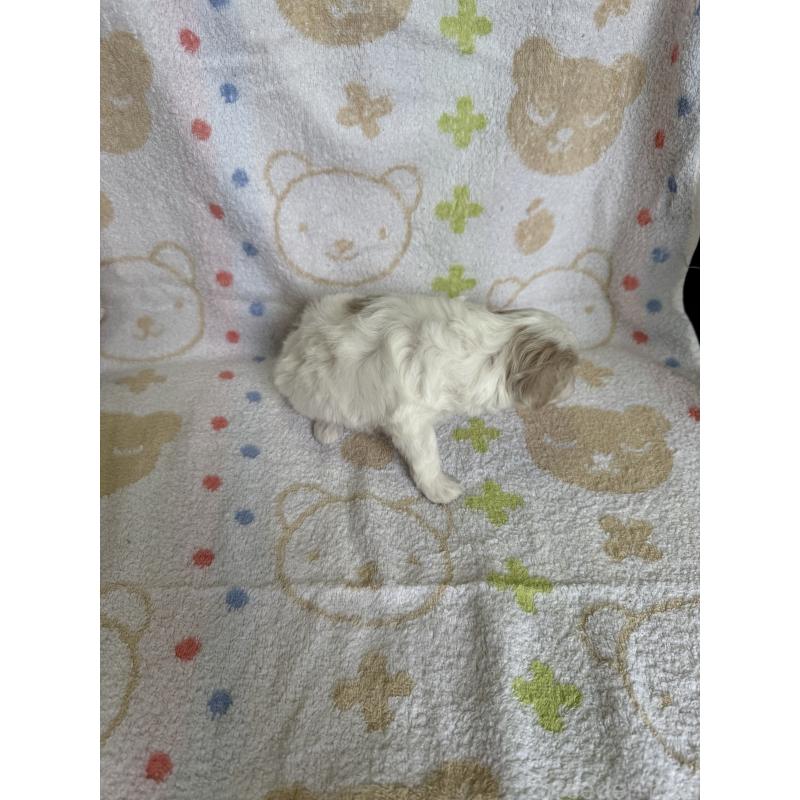 販売中の山形県のミックス犬-417951の2枚目