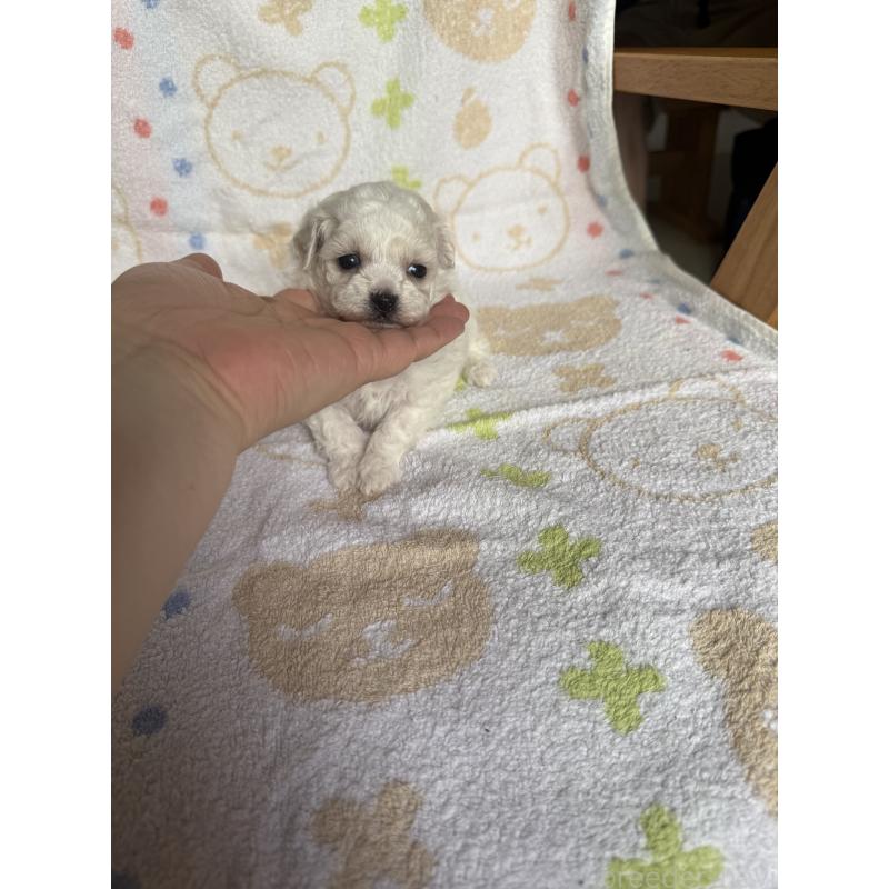 販売中の山形県のミックス犬-417954の5枚目