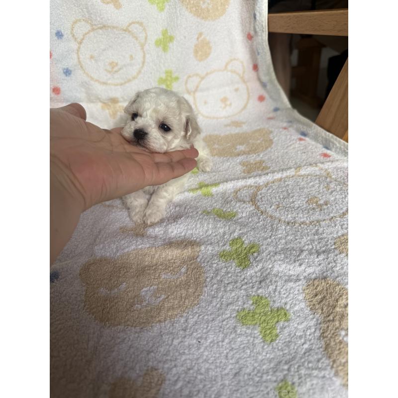 販売中の山形県のミックス犬-417954の4枚目