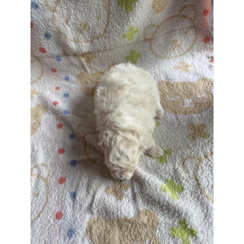 販売中の山形県のミックス犬-417954の3枚目