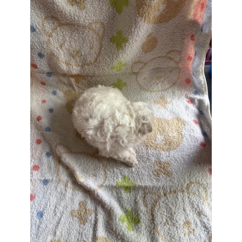 販売中の山形県のミックス犬-417954の2枚目