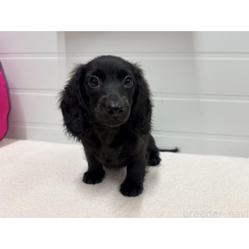 販売中の千葉県のカニンヘンダックスフンド(ロングヘアード)-414700の6枚目