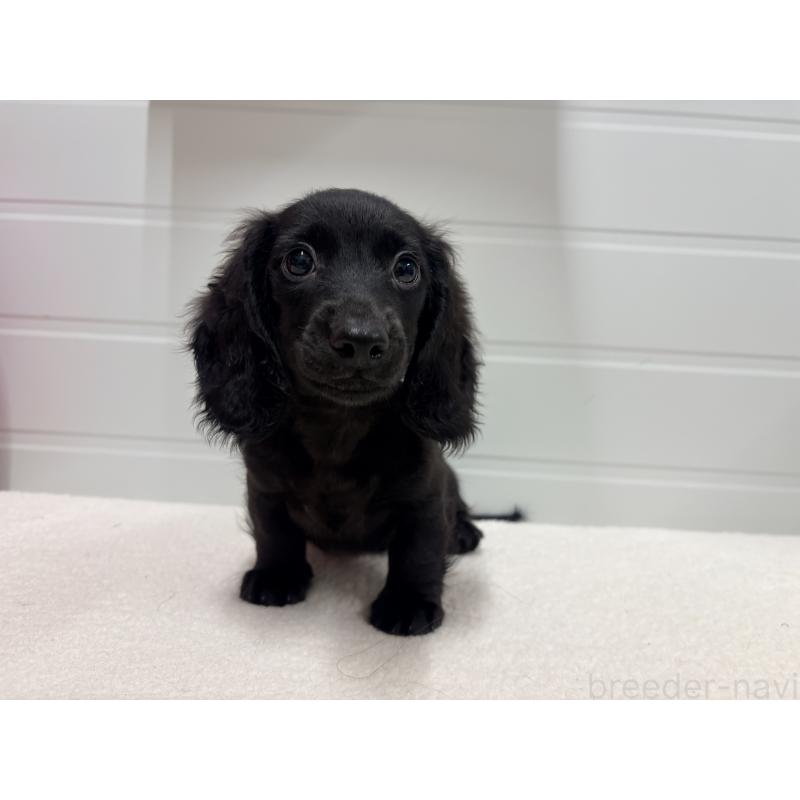 販売中の千葉県のカニンヘンダックスフンド(ロングヘアード)-414700の5枚目