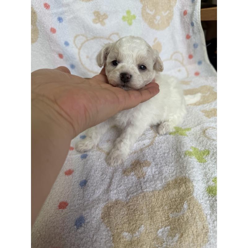 販売中の山形県のミックス犬-417955の4枚目