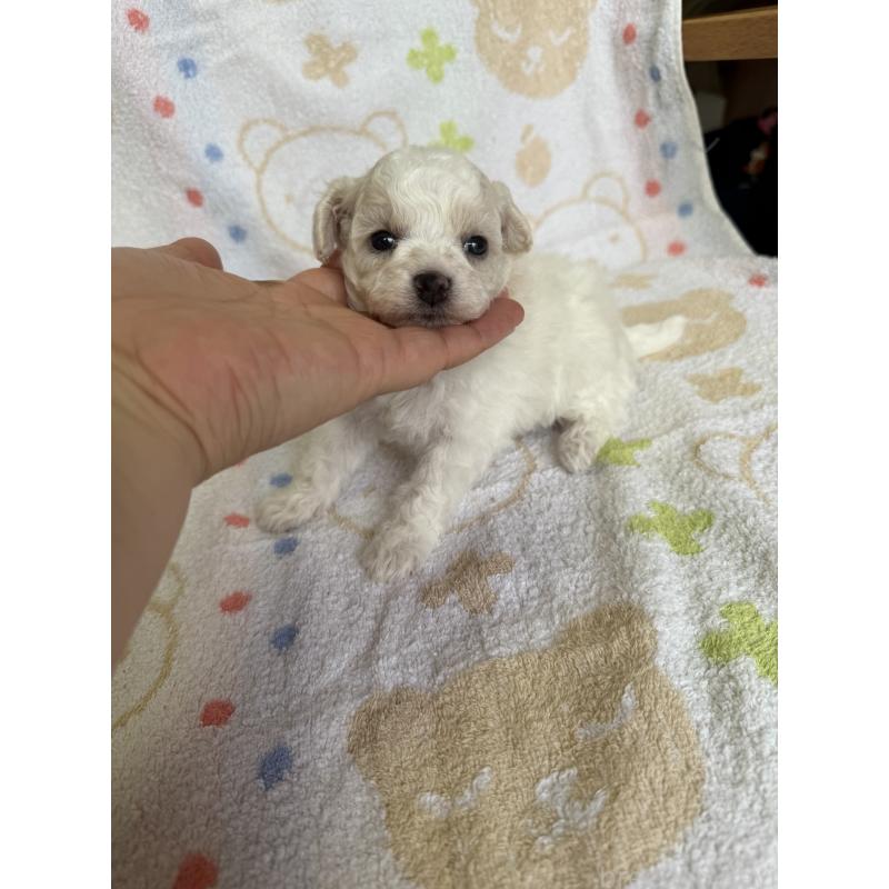 販売中の山形県のミックス犬-417955の3枚目