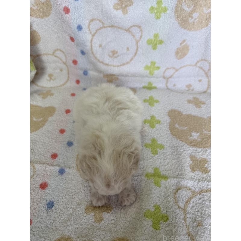 販売中の山形県のミックス犬-417955の2枚目